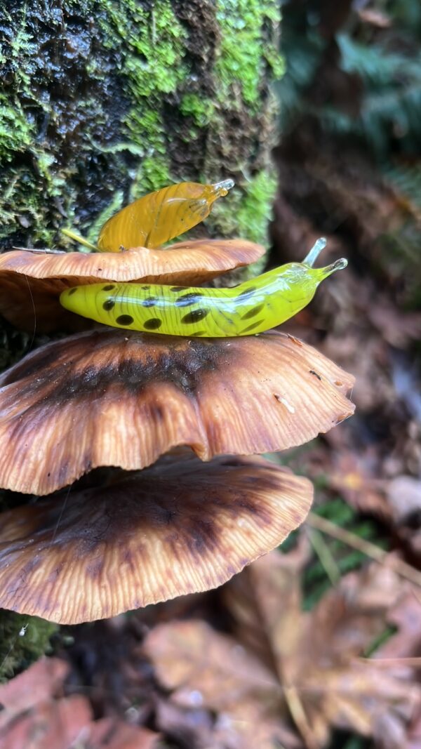 The Banana Slug - Image 7