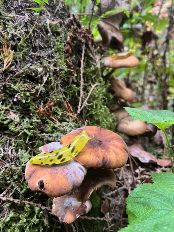 The Banana Slug - Image 14
