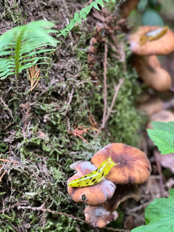 The Banana Slug - Image 12