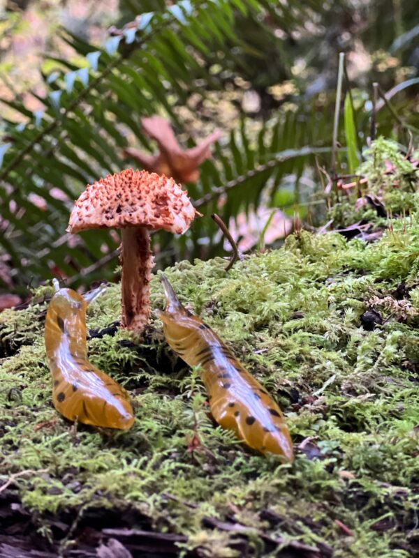 The Banana Slug - Image 11