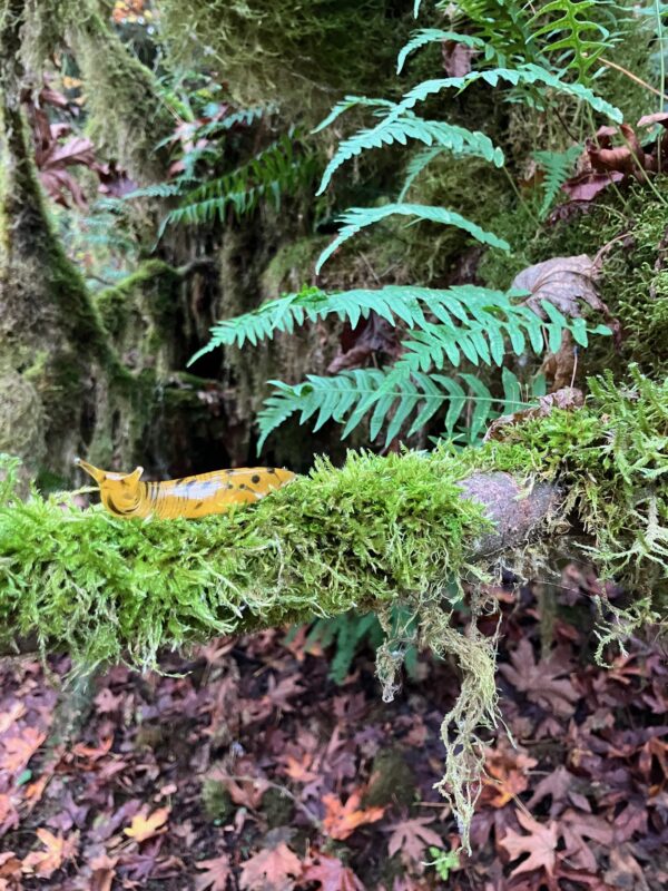 The Banana Slug - Image 9