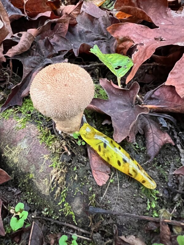 The Banana Slug - Image 23