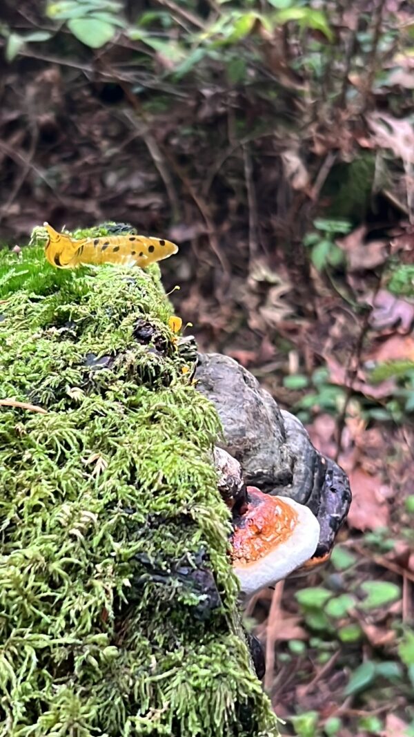 The Banana Slug - Image 18