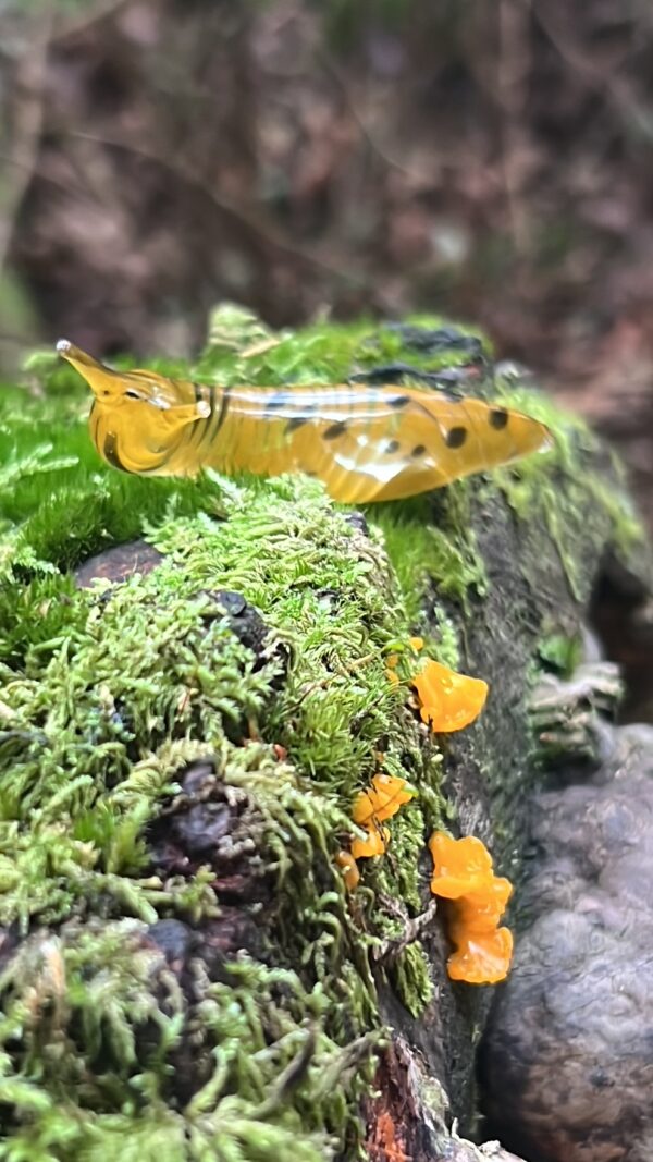 The Banana Slug - Image 8