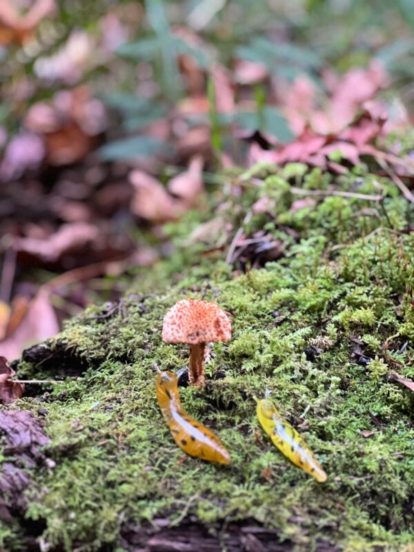 The Banana Slug - Image 19