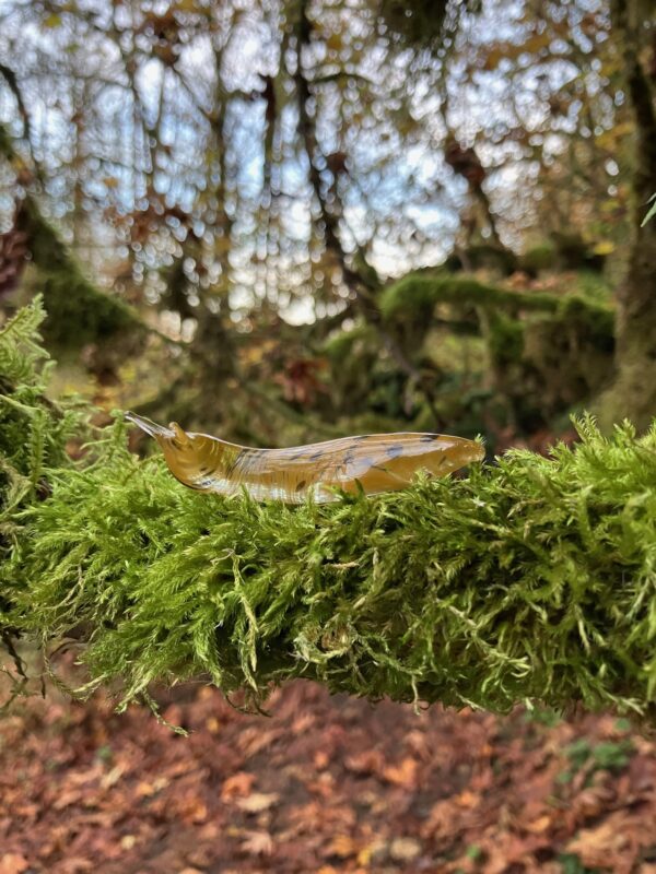 The Banana Slug - Image 20
