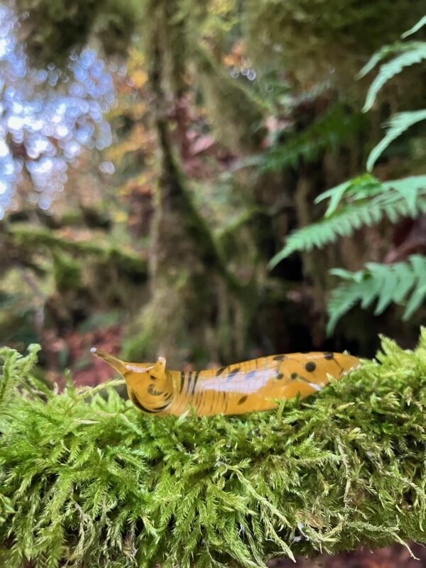 The Banana Slug - Image 21
