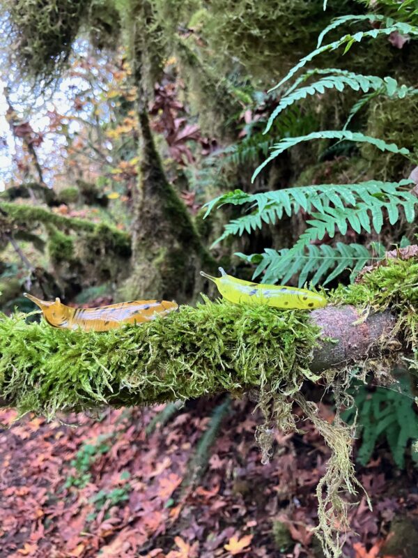The Banana Slug - Image 17