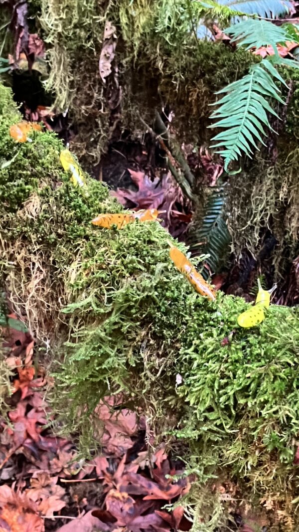 The Banana Slug - Image 16