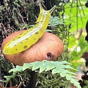 Banana Slug